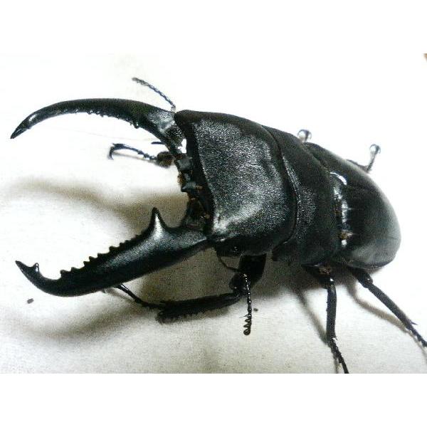 パラワンヒラタ パラワンオオヒラタ オス９０ ９５mm成虫ペア メスフリーサイズ 1111 ドルクスオーナーズショップ 通販 Yahoo ショッピング