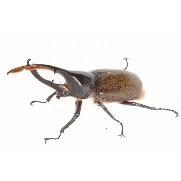 ヘラクレス リッキー オオカブト ♂120〜124mmペア（メス