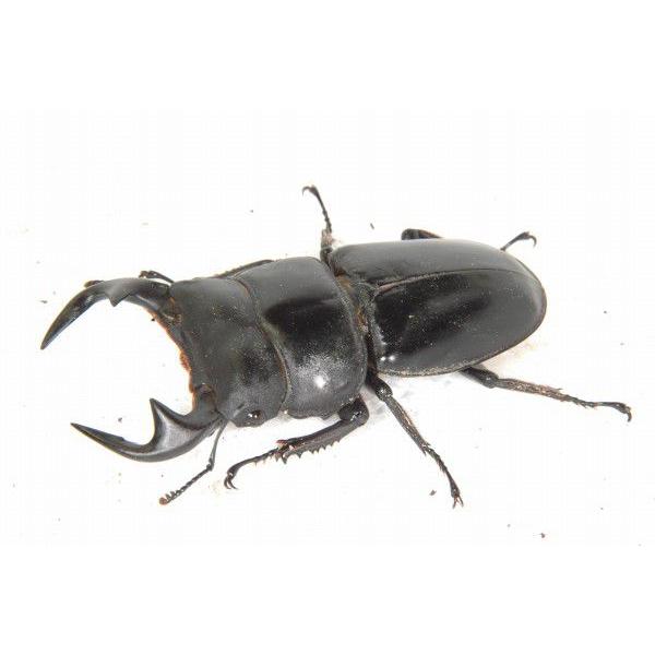 アンタエウスオオクワガタ （ベトナム産） オス75〜79ミリペア 