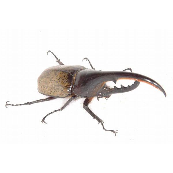 最終値下げ　ヘラクレスオオカブト160mmペア 最終値下げ ヘラクレスオオカブト160mmペア DHH ヘラクレス