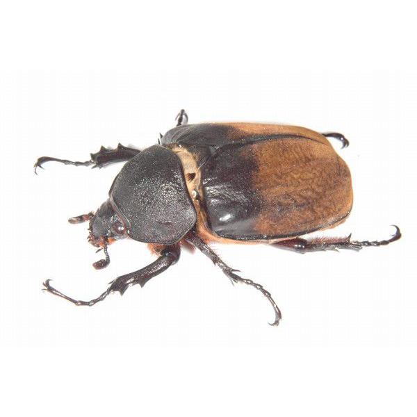 エレファスゾウカブト♀単 エレファスゾウカブト メス単品（フリーサイズ） : ドルクスオーナーズ