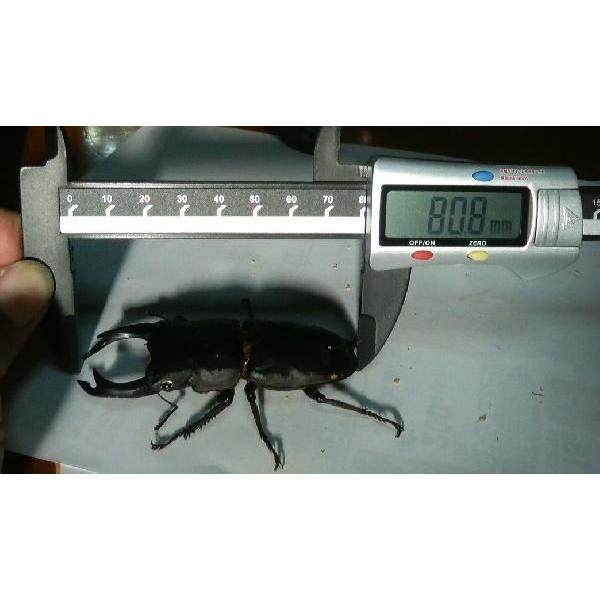 国産オオクワガタ オス80ミリUPペア（メス49ミリ）久留米産 