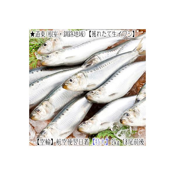 北海道産 いわしの人気商品 通販 価格比較 価格 Com