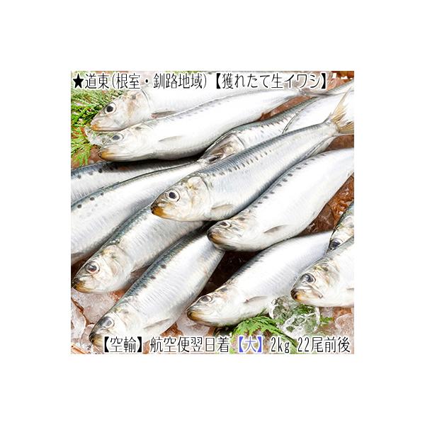 送料無料 生イワシ 北海道産 根室 釧路 大 2kg前後尾前後 獲れたて 生いわし 水揚げ日に空輸で翌日着 大羽イワシ 最高級 鰯 鰮 航空便 A077 001 02 どさんこファクトリー北海道 通販 Yahoo ショッピング