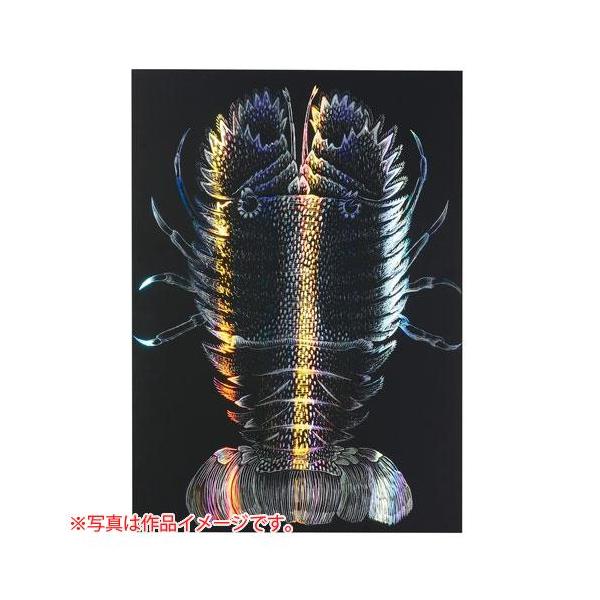 ●品番:012651●入数:１枚●削ると線状に７色に変化するホログラムベースのスクラッチボード