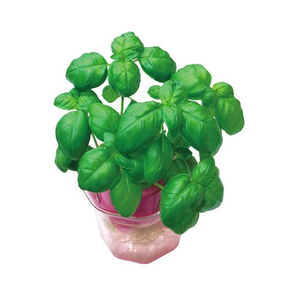 ●品番:102989●水と光で育つ！初心者にもおすすめの水耕栽培用バジルの種子！●水耕栽培に適したバジルの小袋種子です●約１００〜１２０粒入りで、家庭や学習用におすすめです●土を使わず水耕栽培で簡単に育てられるため、初心者にもおすすめです●...