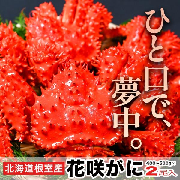 期間限定！花咲がに１キロセット | 北海道根室産＜２尾・茹で上げをチルド直送＞送料無料 北海道産 濃厚 ボイル済み お中元 お歳暮 かに 花咲蟹