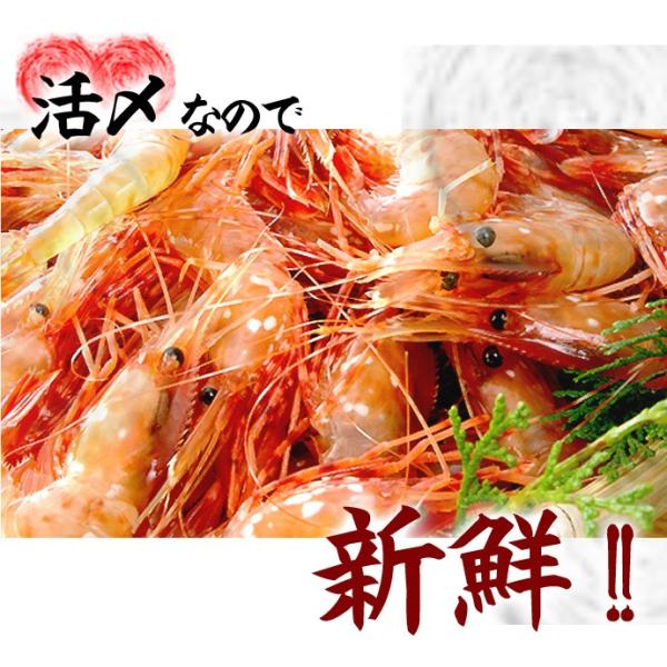 �{�^���G�r �� �Y �I�X �咆�T�C�Y 500g �H �k�C�� ���Θp�Y ������������͑����ʓr���Z ���i�摜4
