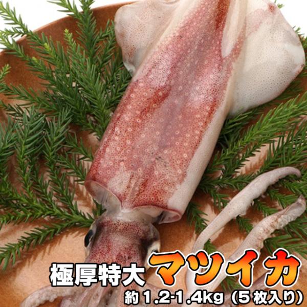 極厚・特大 マツイカ（アカイカ）5枚セット(カナダ産) 鮮度抜群 急速冷凍 BBQ 串焼き 海鮮 おつまみ 送料無料 沖縄送料別途加算 ホワイトデー ひな祭り 花見