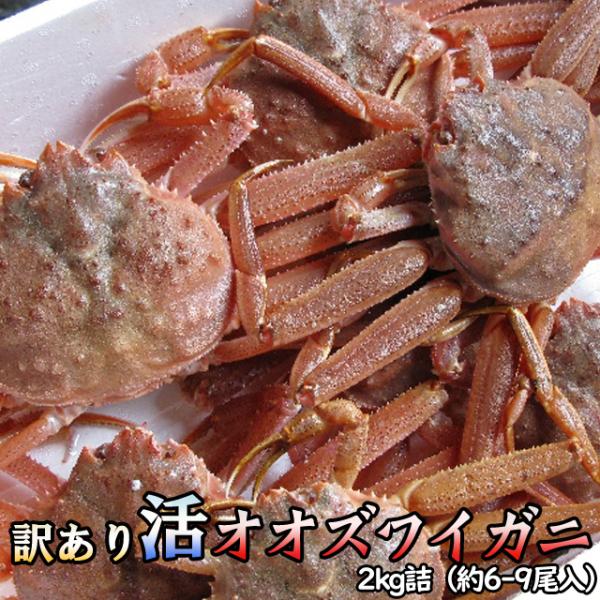 北海道産活オオズワイガニ 訳あり品 10杯 楽天市場】オオズワイガニ メス 活 訳あり 北海道産 2kg（約4