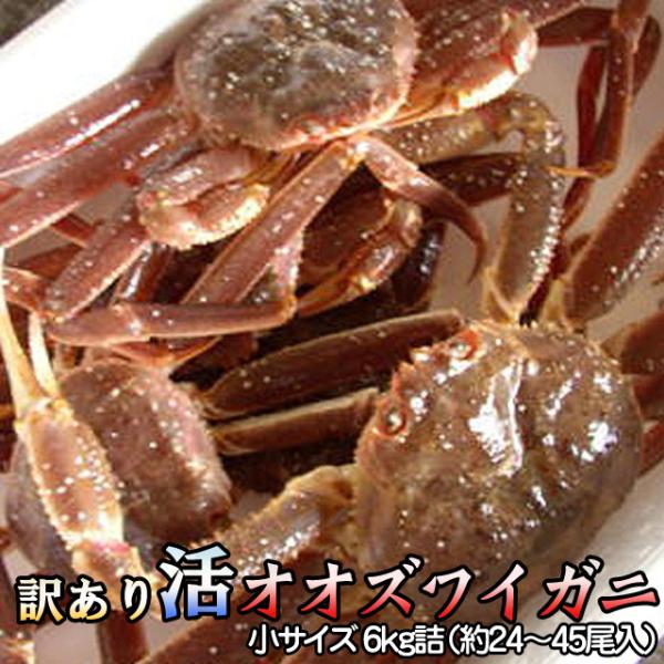 訳あり 活オオズワイガニ 小サイズ 6kg詰 送料無料 ※沖縄別途送料加算 身入り7割前後 ホワイトデー ひな祭り 花見