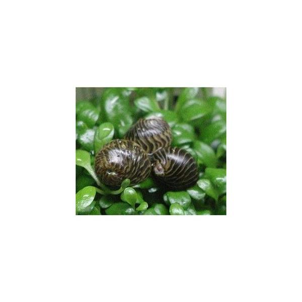 カノコ貝sp 5匹 2匹おまけ 熱帯魚 貝 コケ取り Buyee Buyee Japanese Proxy Service Buy From Japan Bot Online