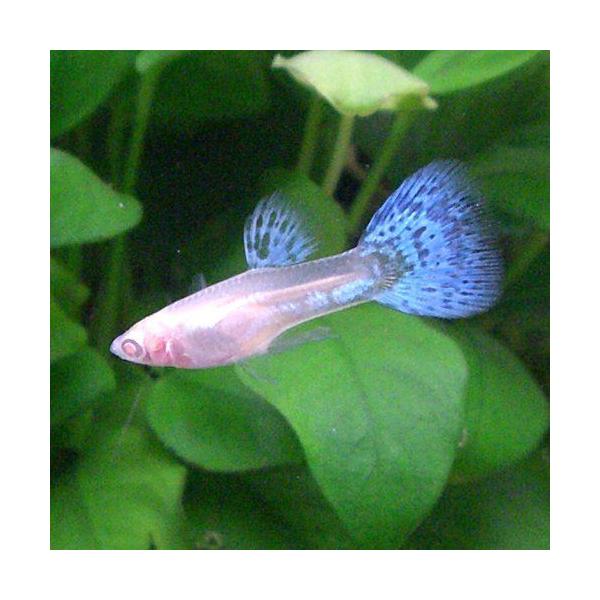 熱帯魚 国産グッピー Rrea ブルーグラス グッピー 1pr Buyee Servicio De Proxy Japones Buyee Compra En Japon