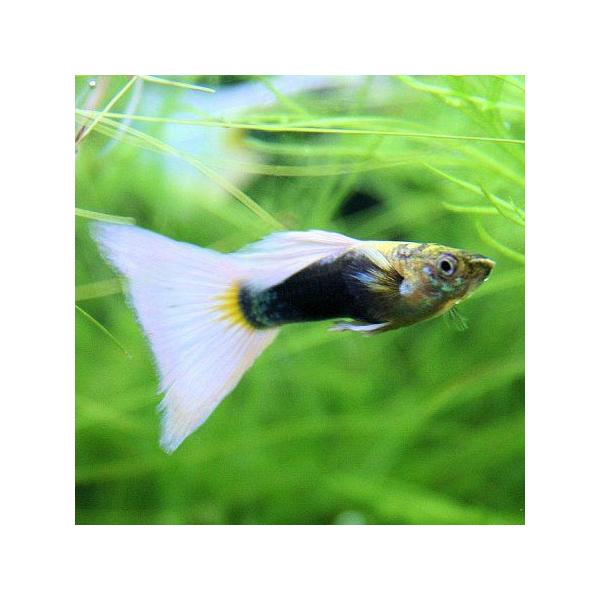 熱帯魚 国産グッピー ドイツイエロータキシード グッピー 1pr Buyee Buyee Japanese Proxy Service Buy From Japan Bot Online