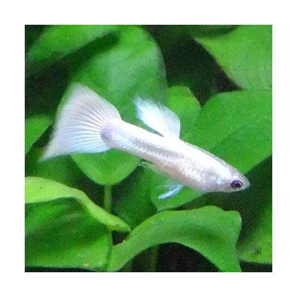 熱帯魚 国産グッピー ハクホワイト グッピー 1pr 国産 グッピー Buyee 日本代购平台 产品购物网站大全 Buyee一站式代购 Bot Online