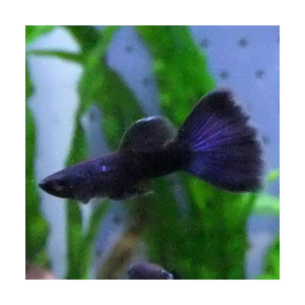 熱帯魚 国産グッピー フルブラック グッピー 1Pr /【Buyee】 熱帯魚 国産グッピー フルブラック グッピー 1Pr /【Buyee】