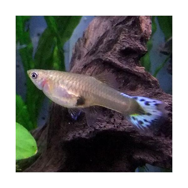 熱帯魚 国産グッピー オールドファッションアイボリーモザイク グッピー 1pr 国産 グッピー Buyee Buyee 日本の通販商品 オークションの代理入札 代理購入