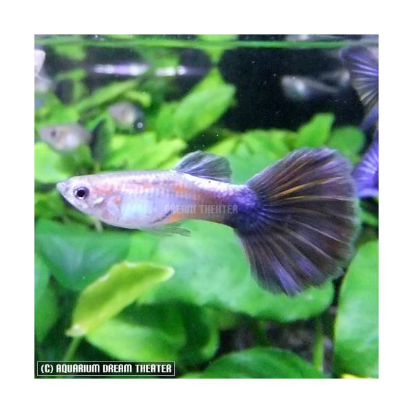 学名：Poecilia reticulata var.分布：改良品種最大全長：雄約4.5cm　雌約6cm詳細：タイから導入された個体を国産化した個体です。大きく開くシックな赤い尾びれが印象的な品種です。●画像の個体は約3ヶ月半位の個体になり...