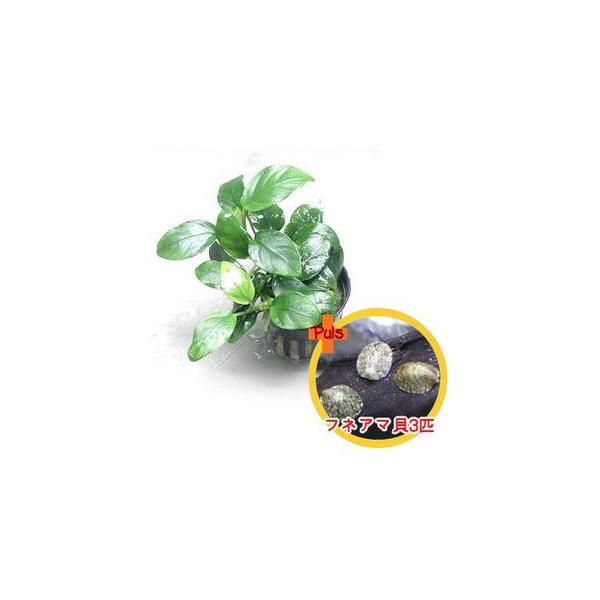 AkrAX iiƃtlA}L3C̃ZbgyEEREE͔sz