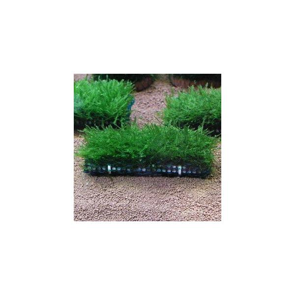 ウィローモスマット Buyee Buyee Japanese Proxy Service Buy From Japan Bot Online