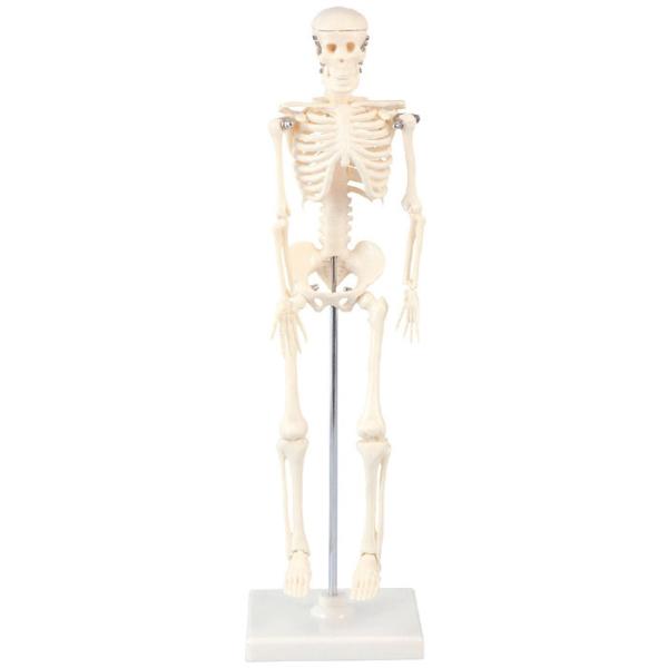 ガイコツ おもちゃ プラモデルの人気商品 通販 価格比較 価格 Com