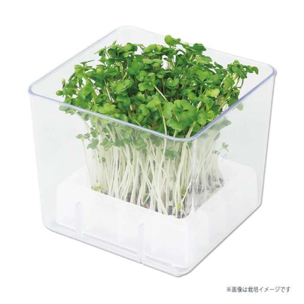 プランター かいわれ大根の人気商品 通販 価格比較 価格 Com