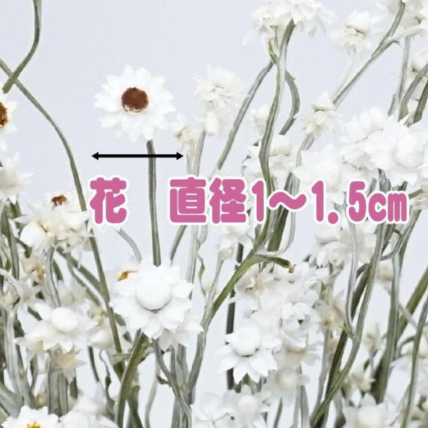 ドライフラワー花材 アンモビウム 30g ハーバリウムに アレンジに最適 Buyee Buyee Japanischer Proxy Service Kaufen Sie Aus Japan