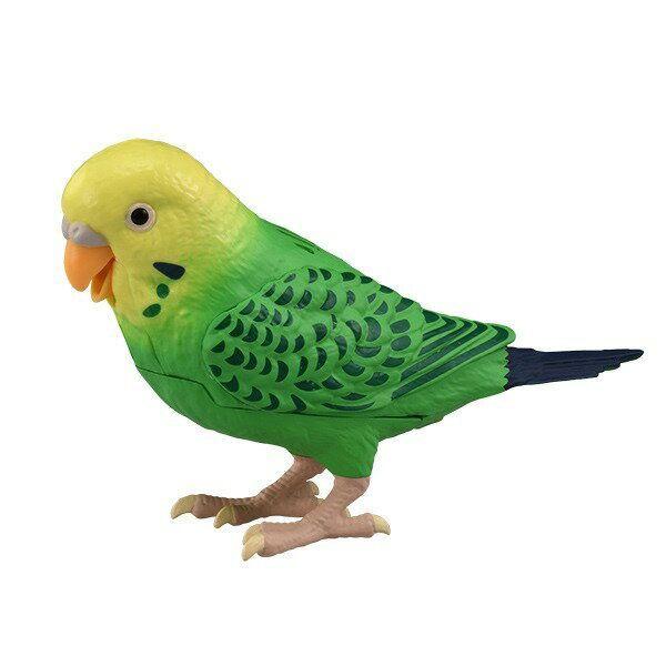 毎日おしゃべり 天才インコちゃん : ディーショップワン Yahoo!店 