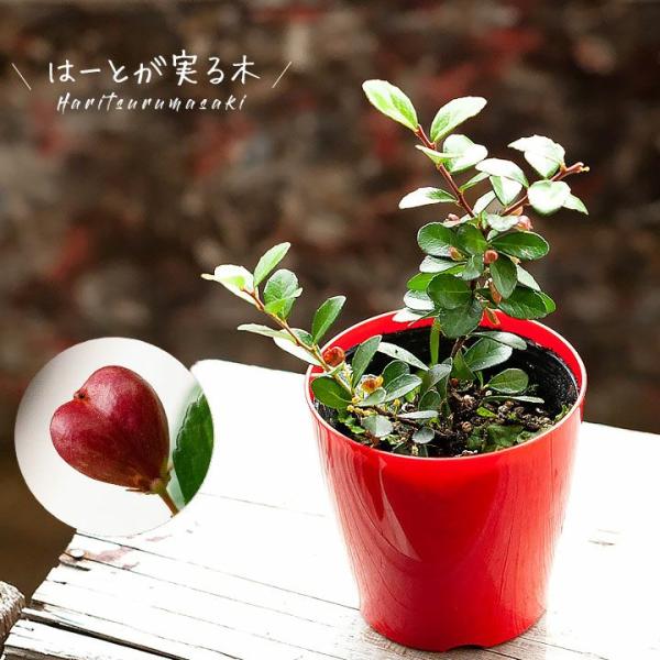 観葉植物 種類 おしゃれ ハートが実る木（ハリツルマサキ）花言葉は