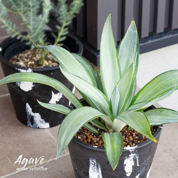 観葉植物 屋外 おしゃれ シンボルグリーン アガベ・デスメティアーナ