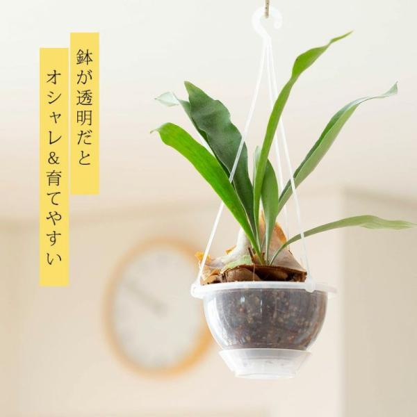 【お届け内容】コウモリラン・ネザーランドガジュマル育て方ガイド付き（初心者さんも安心！）【サイズ目安】全体の高さ40cm（吊り具含む）鉢の直径15cm鉢の高さ8cm透明吊り鉢（ネガミエルAIR）5号鉢に、ねこチップを使って植えこみをしたコウ...