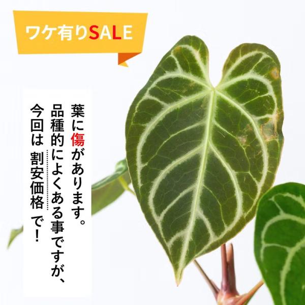 観葉植物 アンスリウム 【訳有りSALE】アンスリウム・クリスタリナム