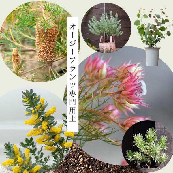 e-8783_aussieplants-soil