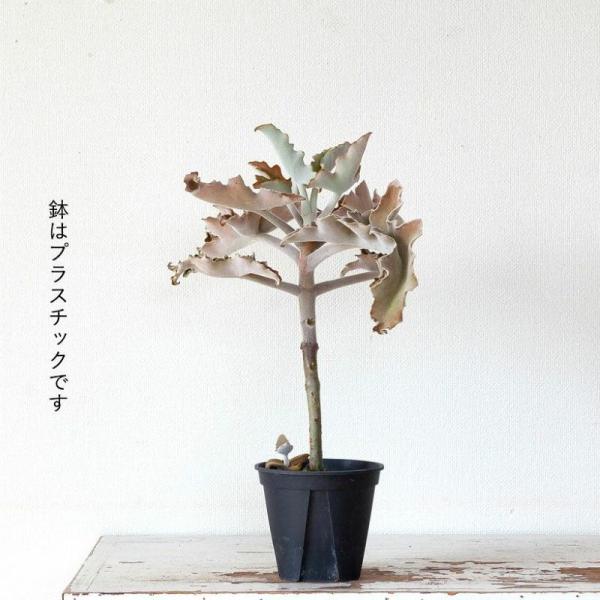 訳有りSALE】カランコエ・ベハレンシス（仙女の毎） : e-花屋さん