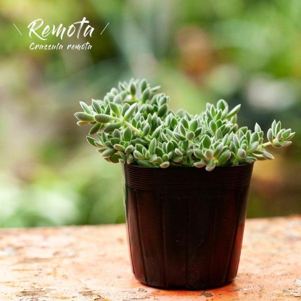 【お届け内容】クラッスラ・レモータ3号苗×1育て方ガイド【サイズ目安】全体高さ：12cm前後ポットの直径：9cm　ポットの高さ：7.5cm※3号苗です。商品到着後は、植え替えてお楽しみください。【育て方（説明書付き）】多肉植物の中でも、特に...