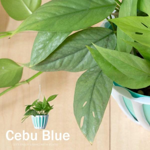 ポトス　ブルーフォーム　海外新品種　セブブルーより入手困難　カット苗発根済み セブブルー｜ポトス同様エピプレナム属のつる性植物e-花屋さん