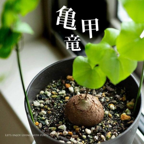 亀甲竜 ｜盆栽仕立て｜鉢付き 作品 新入荷商品案内】 亀甲竜ミニ盆栽仕立て入荷しました。 ミニ盆栽風の