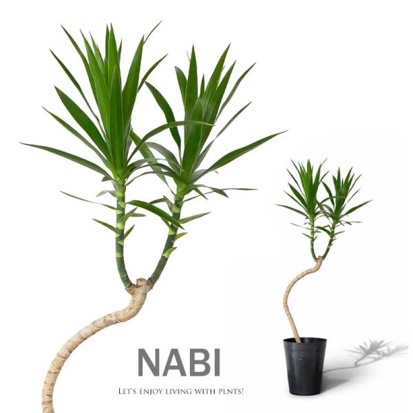 観葉植物 流通少ない！ドラセナ・ナビー : e-花屋さん - 通販 - Yahoo