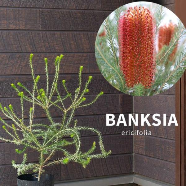 観葉植物 種類 屋外 おしゃれ 庭 ガーデニング ヒースバンクシア