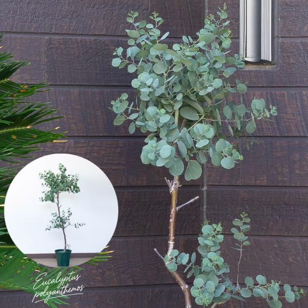 屋外植物 写真現品「幹が太い」ユーカリ・ポリアンセモス6号鉢（同梱不可） 玄関 庭 鉢植え 植え替え 庭木 おしゃれ ガーデン