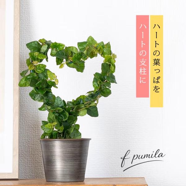 観葉植物 プミラ 室内 おしゃれ ハートの支柱に巻き付けた、フィカス