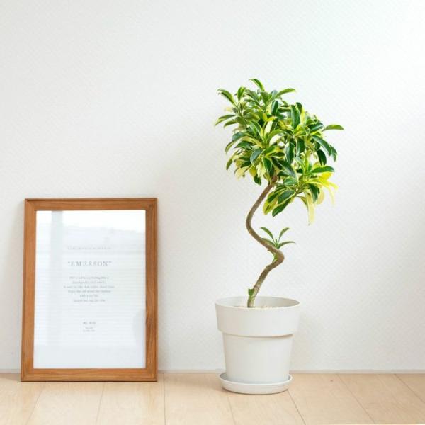 観葉植物 写真で選べる 幹が曲がったファグラエア・ベルテロアナ（斑入り）床置き リビング