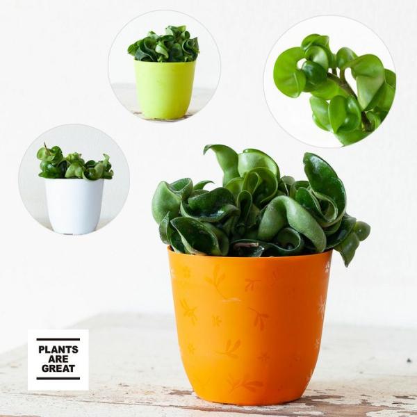 【お届け内容】ホヤ・コンパクタ苗×1育て方ガイド付き（初心者さんも安心！）【サイズ目安】全体高さ:12cm前後全体幅:13cm前後ポットの直径:9cmポットの高さ:7cm※3号ポット苗でのお届けです。鉢色はお任せとなりますが、プラスチックの...