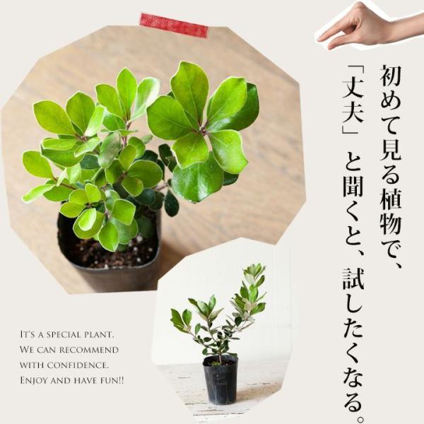 ピットスポルム・クラッシフォリウム 観葉植物 おしゃれ