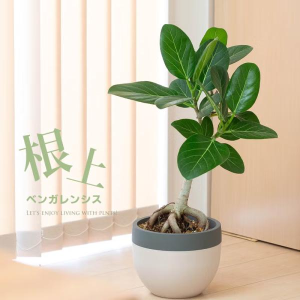 観葉植物 根上がり仕立て フィカス・ベンガレンシス（ベンガルゴム）幹は太め、背は低め 床置き リビング 　ダイニング おしゃれ 部屋