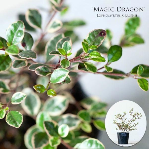 O A 񂹐A c tH~^XE}WbNhS3c