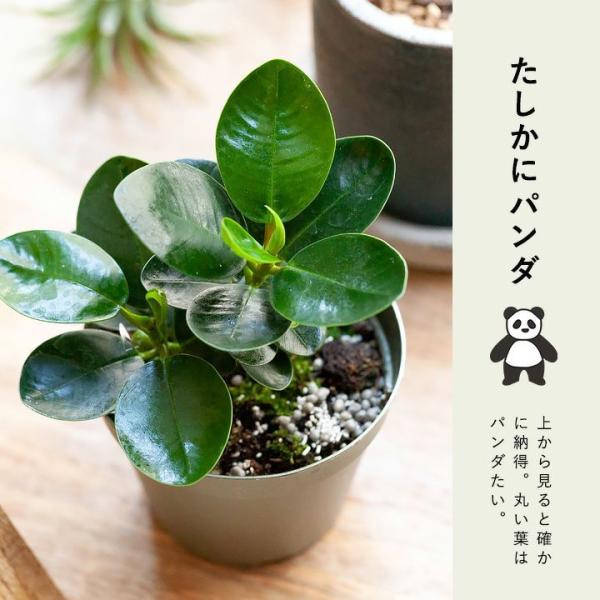 パンダガジュマル きゅんきゅんサイズ Buyee Buyee บร การต วกลางจากญ ป น ซ อจากประเทศญ ป น