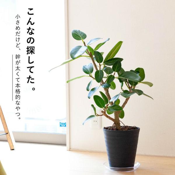 希少 フィカス ベンガレンシス インテリアグリーン 室内 癒し インテリアグリーン フィカス・ベンガレンシス（ゴムの木） 10号