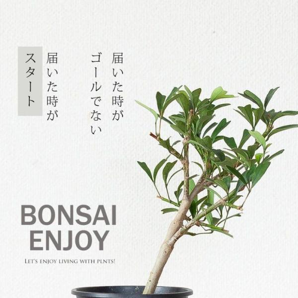 観葉植物 種類 室内 おしゃれ 丈夫 目指せGREEN盆栽!シェフレラ 観葉植物 種類 室内 おしゃれ 丈夫 目指せGREEN盆栽!シェフレラ