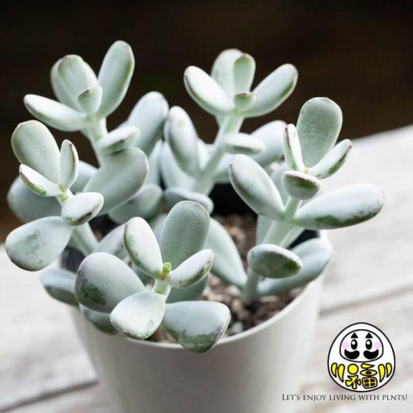 コチレドン　福だるま　鉢付き 楽天市場】（多肉植物）コチレドン 福だるま 3号（1鉢